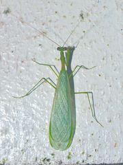 Chloromiopteryx