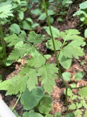 Osmorhiza depauperata