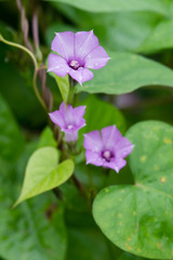 Ipomoea × leucantha