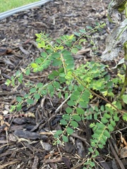 Phyllanthus tenellus