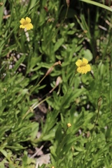 Erythranthe linearifolia