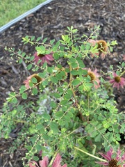 Phyllanthus tenellus