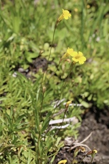 Erythranthe linearifolia