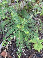 Phyllanthus tenellus