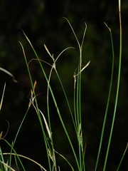 Carex tompkinsii