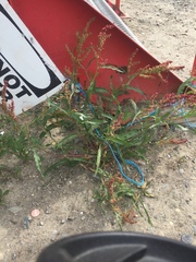 Rumex triangulivalvis