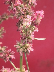 Rumex triangulivalvis