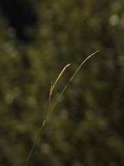 Carex tompkinsii