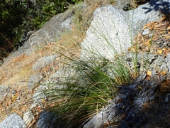 Carex tompkinsii