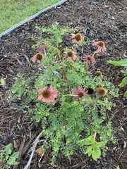 Phyllanthus tenellus