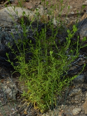 Cordylanthus rigidus rigidus