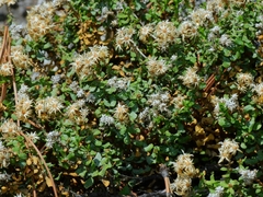 Ericameria cuneata cuneata