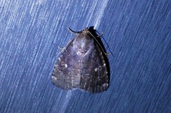 Amyna stellata