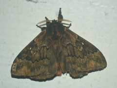 Dirphia riograndensis