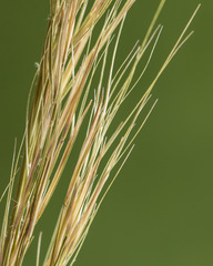 Aristida lanosa