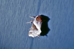 Gonoclostera timoniorum