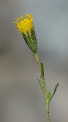 Carlquistia muirii