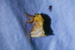 Narosoideus flavidorsalis