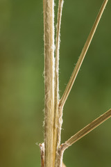 Aristida lanosa