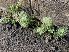 Leucospora multifida