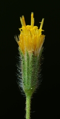 Carlquistia muirii
