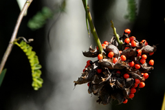 Abrus precatorius africanus