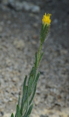 Carlquistia muirii