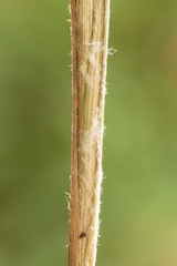 Aristida lanosa