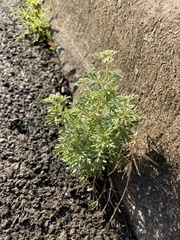 Leucospora multifida