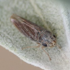 Amphigonalia severini