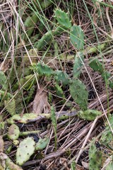 Opuntia drummondii