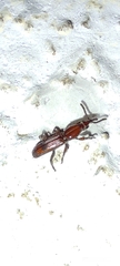 Trachelizini