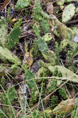 Opuntia drummondii