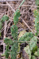 Opuntia drummondii