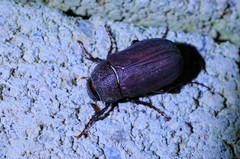 Holotrichia parallela