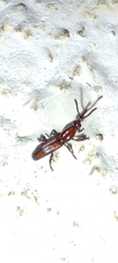 Trachelizini