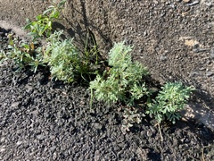 Leucospora multifida