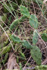Opuntia drummondii