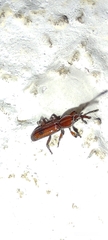 Trachelizini
