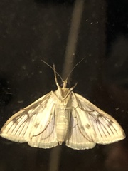 Sitochroa