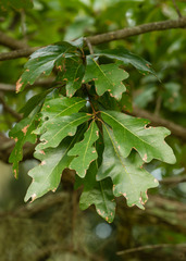 Quercus austrina