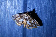 Paracymoriza prodigalis