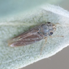 Amphigonalia severini