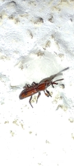 Trachelizini