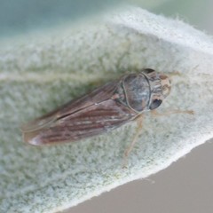 Amphigonalia severini