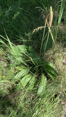 Plantago urvillei