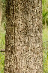 Quercus austrina