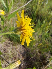 Crepis runcinata