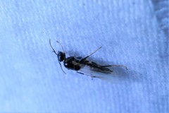 Camponotus itoi