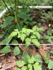 Osmorhiza depauperata